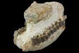 Fossil Running Rhino (Hyracodon) Jaws - South Dakota #143934-7